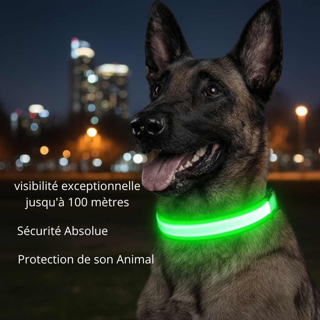 Is Your Pet Truly Safe During Night Walks?