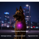 Collier LED pour Chien avec Pendentif Lumineux - Promenades de Nuit Sécurisées  (Rechargeable & Imperméable)