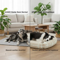 Comparaison avant-après : chien senior gris inconfortable sur un tapis basique (mauvais soutien, inconfort) vs Border Collie endormi paisiblement dans un panier orthopédique rond beige moelleux (soutien optimal, confort supérieur), salon lumineux avec plantes.