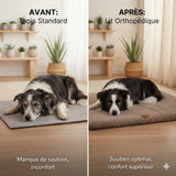 Comparaison avant-après : chien senior inconfortable sur un tapis basique (mauvais soutien, inconfort) vs chien endormi paisiblement sur un lit orthopédique imperméable gris (soulage l'arthrose, soutien optimal, confort supérieur).