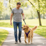 Harnais Anti-Traction Petit et Moyen Chien - Confort et Contrôle