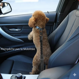 Ceinture de Sécurité pour Chien en Voiture - Idéale Voyages et Chiens Anxieux