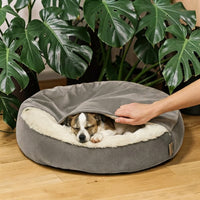  Chiot tricolore endormi blotti dans un panier cocon rond gris avec couverture intégrée, main qui soulève la couverture, fond monstera vert luxuriant.