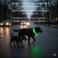 Collier LED pour Chien avec Pendentif Lumineux - Promenades de Nuit Sécurisées  (Rechargeable & Imperméable)