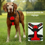 Harnais Anti-Traction Petit et Moyen Chien - Confort et Contrôle