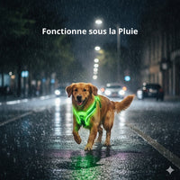 Happy Animalia green LED dog harness for night walks, visible up to 300m, USB rechargeable, adjustable for all sizes.